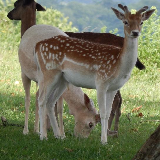 Fallow Deers